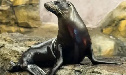 EL GRAN ACUARIO MAZATLÁN PRESENTA NUEVAS EXPERIENCIAS Y EMBAJADORES A SUS VISITANTES