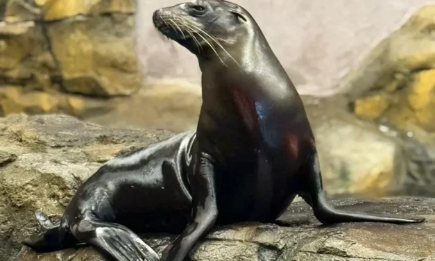 EL GRAN ACUARIO MAZATLÁN PRESENTA NUEVAS EXPERIENCIAS Y EMBAJADORES A SUS VISITANTES