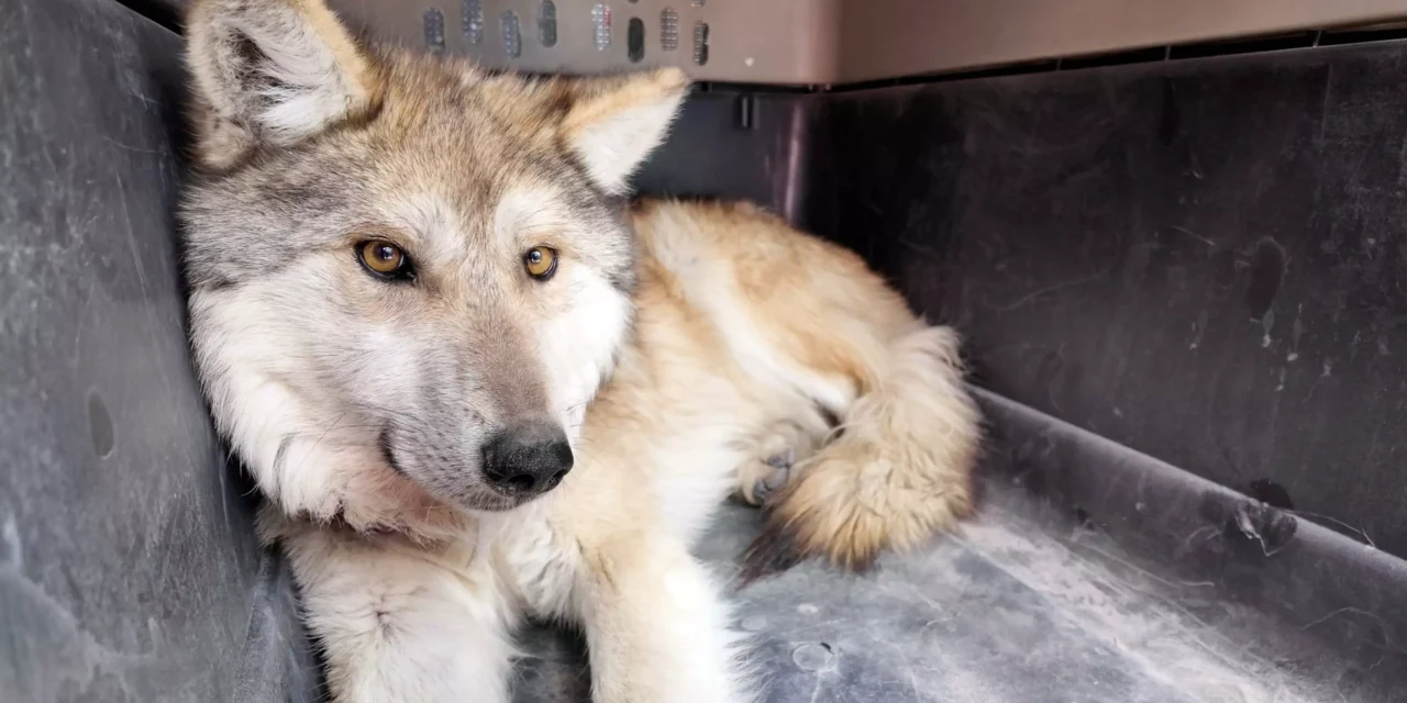 REGRESA EL LOBO MEXICANO A LA SIERRA MADRE OCCIDENTAL