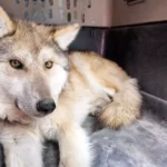 REGRESA EL LOBO MEXICANO A LA SIERRA MADRE OCCIDENTAL