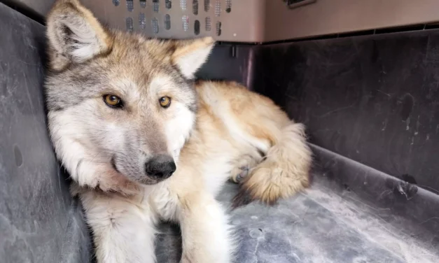 REGRESA EL LOBO MEXICANO A LA SIERRA MADRE OCCIDENTAL