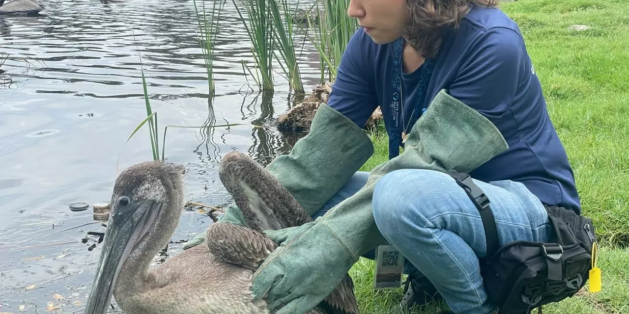 GRAN ACUARIO MAZATLÁN, CIO Y AUTORIDADES AMBIENTALES CONSOLIDAN ALIANZA POR LA VIDA SILVESTRE CON 1,000 RESCATES EXITOSOS
