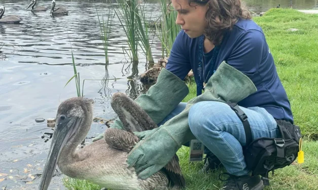 GRAN ACUARIO MAZATLÁN, CIO Y AUTORIDADES AMBIENTALES CONSOLIDAN ALIANZA POR LA VIDA SILVESTRE CON 1,000 RESCATES EXITOSOS