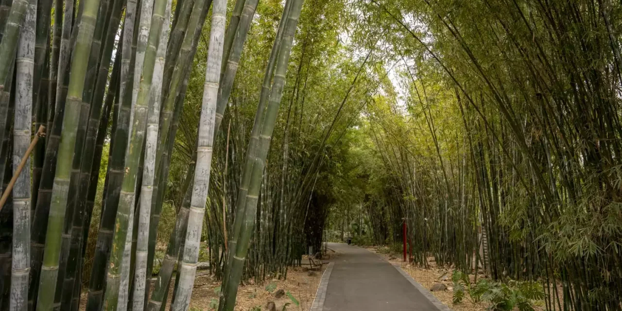 ISLAS VERDES CONTRA EL CALOR: JARDINES BOTÁNICOS EMERGEN COMO ALIADOS ANTE EL CAMBIO CLIMÁTICO