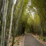 ISLAS VERDES CONTRA EL CALOR: JARDINES BOTÁNICOS EMERGEN COMO ALIADOS ANTE EL CAMBIO CLIMÁTICO