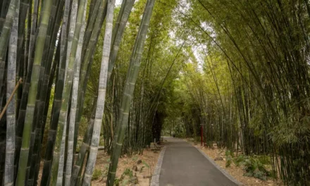 ISLAS VERDES CONTRA EL CALOR: JARDINES BOTÁNICOS EMERGEN COMO ALIADOS ANTE EL CAMBIO CLIMÁTICO
