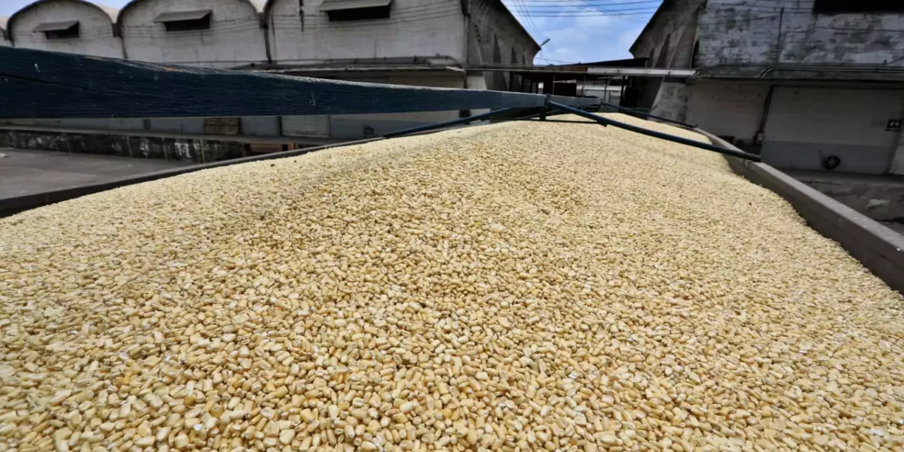 RECONOCE ISMAEL BELLO ESQUIVEL RESPALDO DE LA FEDERACIÓN Y GOBIERNO DE SINALOA PARA DAR CERTIDUMBRE A PRODUCTORES DE MAÍZ
