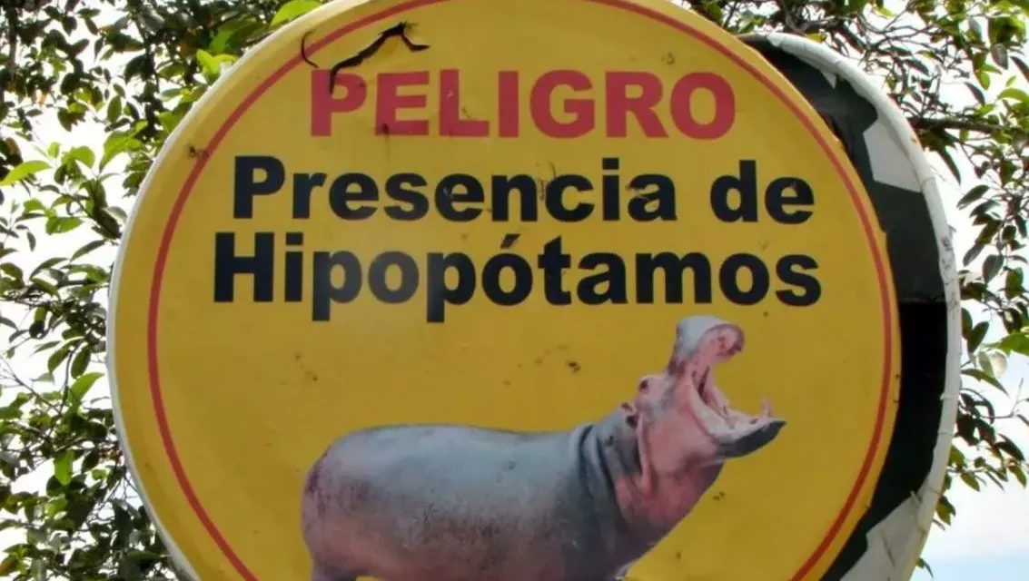 VENEZUELA SE SUMA AL RESCATE INTERNACIONAL DE HIPOPÓTAMOS EN COLOMBIA; CRECE PRESIÓN POR EVITAR SU SACRIFICIO