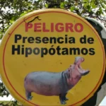 VENEZUELA SE SUMA AL RESCATE INTERNACIONAL DE HIPOPÓTAMOS EN COLOMBIA; CRECE PRESIÓN POR EVITAR SU SACRIFICIO