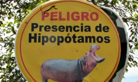 VENEZUELA SE SUMA AL RESCATE INTERNACIONAL DE HIPOPÓTAMOS EN COLOMBIA; CRECE PRESIÓN POR EVITAR SU SACRIFICIO
