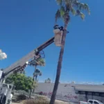 CONTINÚAN ACCIONES DE MANTENIMIENTO URBANO CON PODA DE PALMERAS EN EL DISTRIBUIDOR VIAL HUMAYA