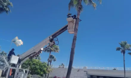 CONTINÚAN ACCIONES DE MANTENIMIENTO URBANO CON PODA DE PALMERAS EN EL DISTRIBUIDOR VIAL HUMAYA