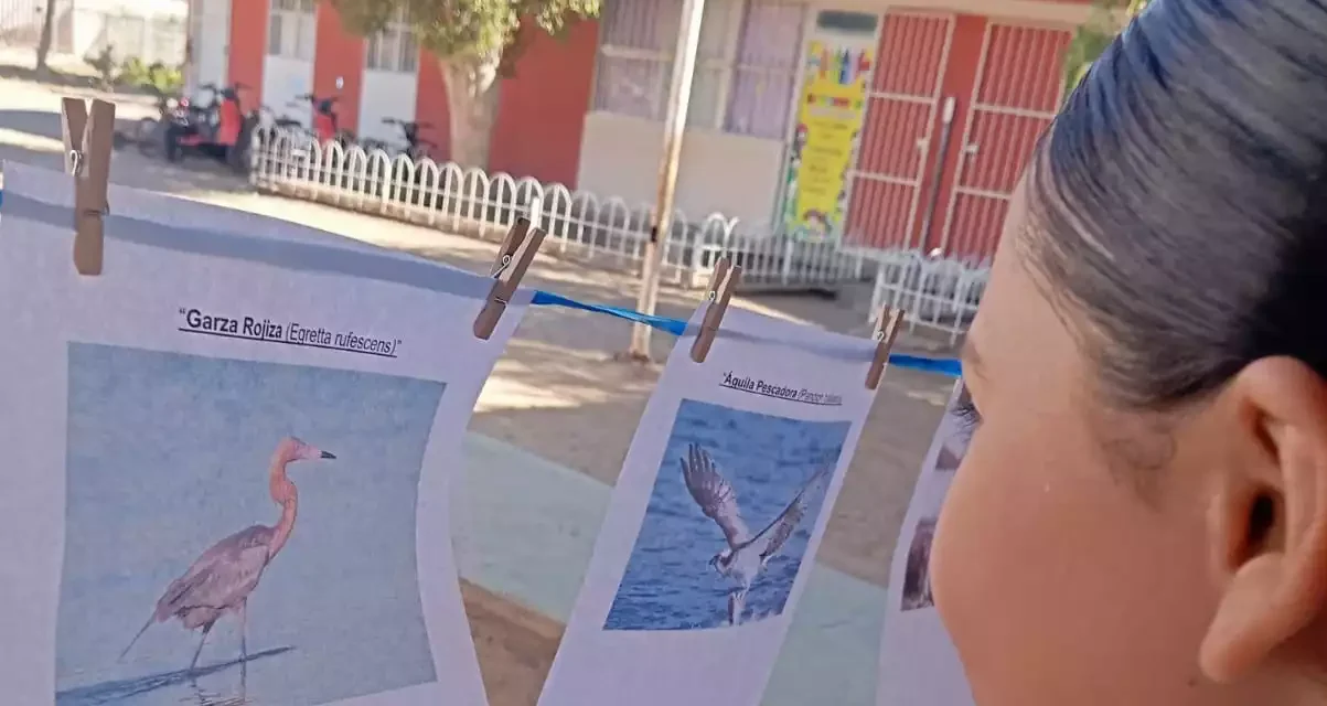 PROMUEVEN EN LA REFORMA EL CUIDADO DE LAS AVES MIGRATORIAS Y LA CONSERVACIÓN DE BAHÍA SANTA MARÍA