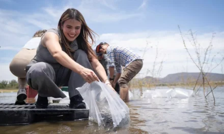 LIBERARÁN 2 MILLONES 300 MIL ALEVINES PARA LA SIEMBRA EN LOS 14 EMBALSES DE AGUA DULCE DEL MUNICIPIO