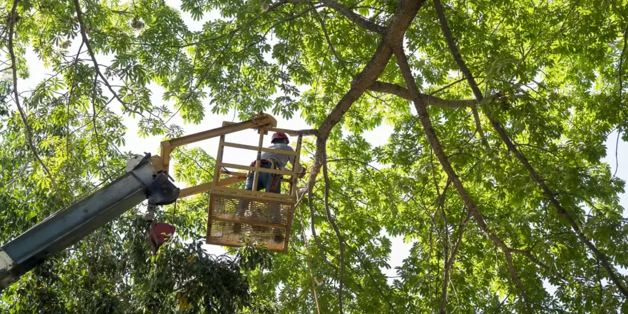 CULIACÁN NECESITA ÁRBOLES SANOS Y PREPARADOS ANTE LA TEMPORADA DE LLUVIAS