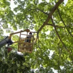 CULIACÁN NECESITA ÁRBOLES SANOS Y PREPARADOS ANTE LA TEMPORADA DE LLUVIAS