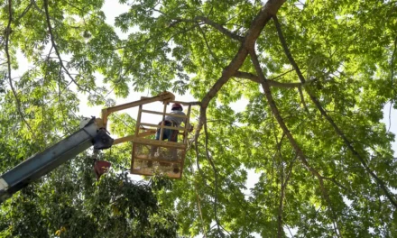 CULIACÁN NECESITA ÁRBOLES SANOS Y PREPARADOS ANTE LA TEMPORADA DE LLUVIAS