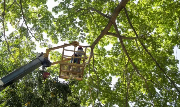 CULIACÁN NECESITA ÁRBOLES SANOS Y PREPARADOS ANTE LA TEMPORADA DE LLUVIAS