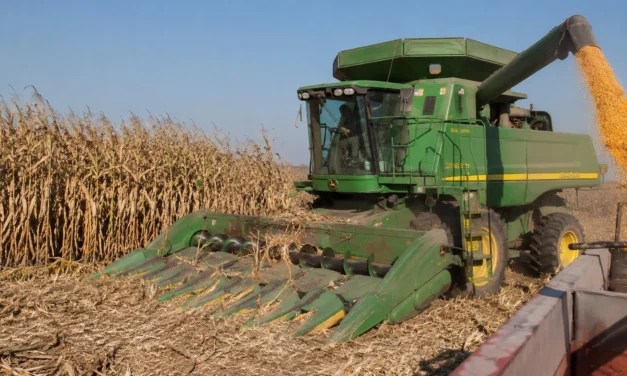 INFORMA SECRETARIO DE AGRICULTURA DE SINALOA ISMAEL BELLO ESQUIVEL APERTURA DE VENTANILLAS PARA EL APOYO A LA COMERCIALIZACIÓN DE MAÍZ BLANCO 2025-2026