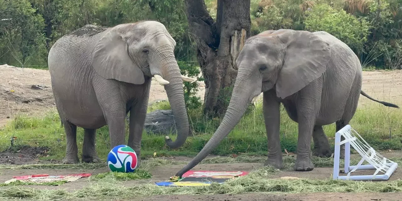 DEL HÁBITAT A LA CANCHA: ANIMALES DEL ZOOLÓGICO GUADALAJARA HACEN SUS APUESTAS MUNDIALISTAS