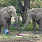 DEL HÁBITAT A LA CANCHA: ANIMALES DEL ZOOLÓGICO GUADALAJARA HACEN SUS APUESTAS MUNDIALISTAS