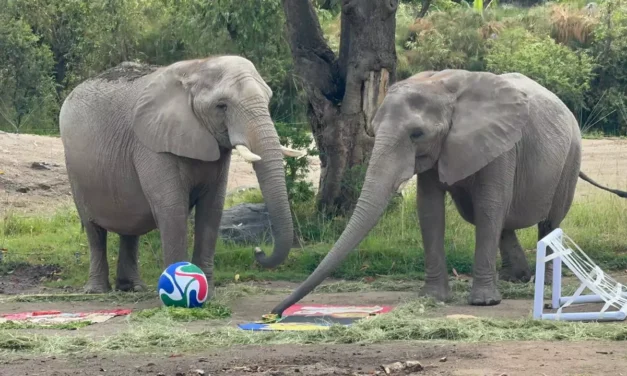 DEL HÁBITAT A LA CANCHA: ANIMALES DEL ZOOLÓGICO GUADALAJARA HACEN SUS APUESTAS MUNDIALISTAS