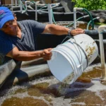 PERSONAS PRIVADAS DE LA LIBERTAD SIEMBRAN ALEVINES DE TILAPIA EN EL CENTRO PENITENCIARIO EL CASTILLO, EN MAZATLÁN, Y CON ELLO CULTIVAN LA ESPERANZA DE UN FUTURO DIGNO
