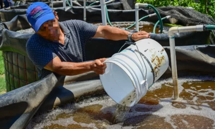 PERSONAS PRIVADAS DE LA LIBERTAD SIEMBRAN ALEVINES DE TILAPIA EN EL CENTRO PENITENCIARIO EL CASTILLO, EN MAZATLÁN, Y CON ELLO CULTIVAN LA ESPERANZA DE UN FUTURO DIGNO