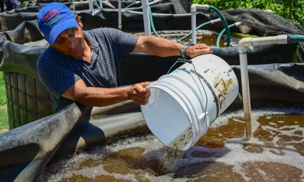 PERSONAS PRIVADAS DE LA LIBERTAD SIEMBRAN ALEVINES DE TILAPIA EN EL CENTRO PENITENCIARIO EL CASTILLO, EN MAZATLÁN, Y CON ELLO CULTIVAN LA ESPERANZA DE UN FUTURO DIGNO