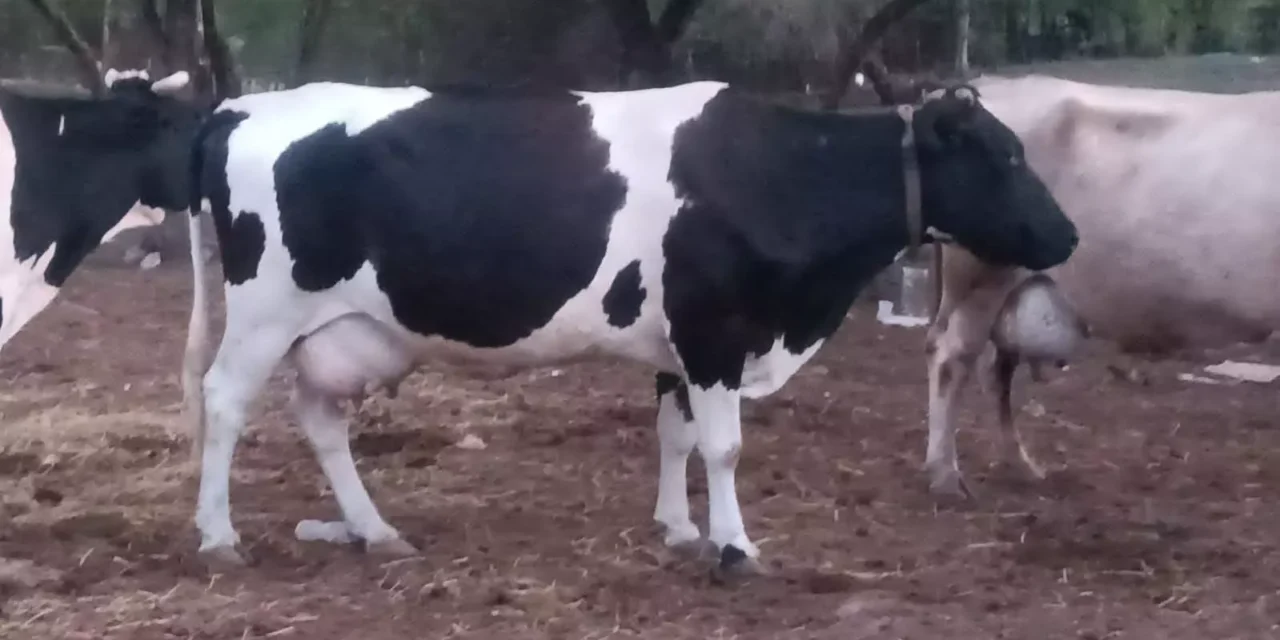 IMPULSAN UGRS REGULACIÓN DEL MERCADO PARA FORTALECER LA COMPETITIVIDAD DE LA LECHE 100 POR CIENTO DE VACA Y PROTEGER A LOS CONSUMIDORES