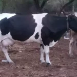 IMPULSAN UGRS REGULACIÓN DEL MERCADO PARA FORTALECER LA COMPETITIVIDAD DE LA LECHE 100 POR CIENTO DE VACA Y PROTEGER A LOS CONSUMIDORES