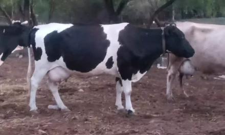 IMPULSAN UGRS REGULACIÓN DEL MERCADO PARA FORTALECER LA COMPETITIVIDAD DE LA LECHE 100 POR CIENTO DE VACA Y PROTEGER A LOS CONSUMIDORES