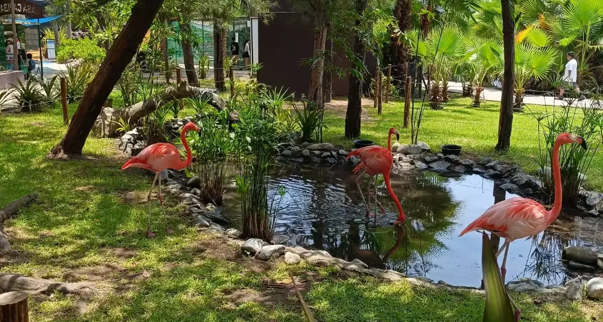 EL COLOR VUELVE AL MAR, CONOCE A LOS FLAMENCOS EN EL GRAN ACUARIO MAZATLÁN