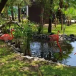 EL COLOR VUELVE AL MAR, CONOCE A LOS FLAMENCOS EN EL GRAN ACUARIO MAZATLÁN