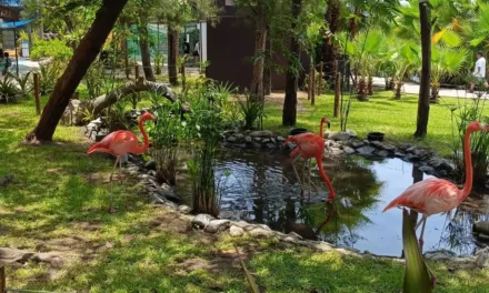 EL COLOR VUELVE AL MAR, CONOCE A LOS FLAMENCOS EN EL GRAN ACUARIO MAZATLÁN