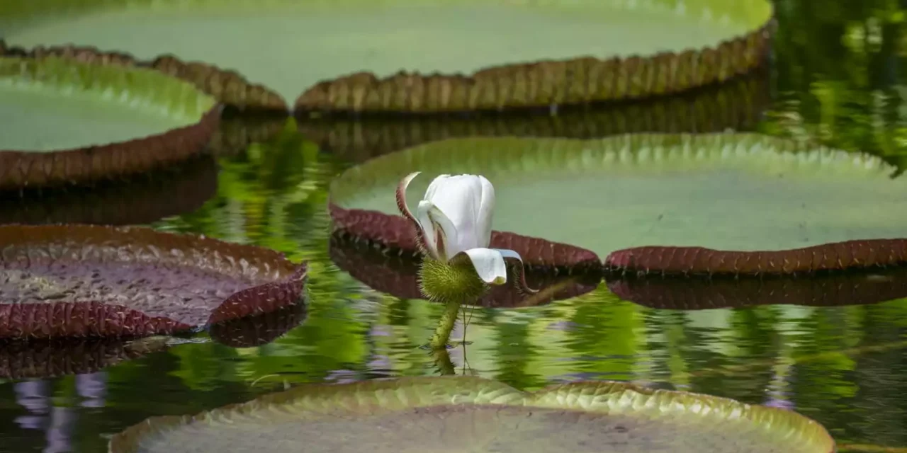 LA “GIGANTE FLOTANTE DEL AMAZONAS” YA PUEDE VERSE EN EL JARDÍN BOTÁNICO CULIACÁN