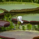 LA “GIGANTE FLOTANTE DEL AMAZONAS” YA PUEDE VERSE EN EL JARDÍN BOTÁNICO CULIACÁN