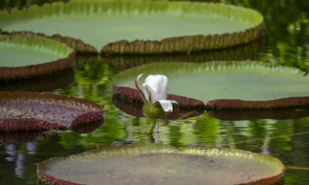 LA “GIGANTE FLOTANTE DEL AMAZONAS” YA PUEDE VERSE EN EL JARDÍN BOTÁNICO CULIACÁN