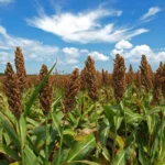 CHINA AMPLIARÁ DE UN MILLÓN A UN MILLÓN 200 MIL TONELADAS SU COMPRA DE SORGO EN SINALOA, ANUNCIA ISMAEL BELLO ESQUIVEL