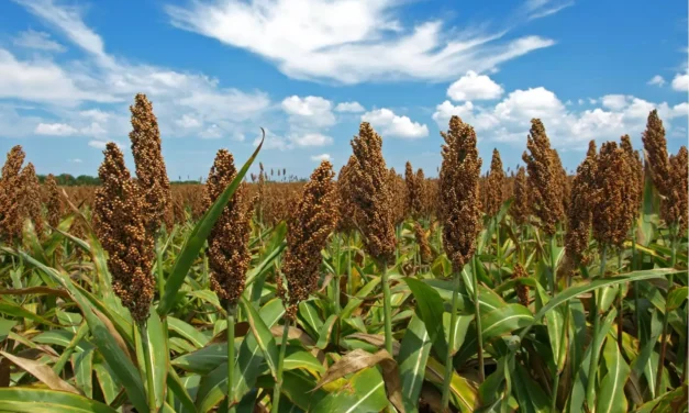 CHINA AMPLIARÁ DE UN MILLÓN A UN MILLÓN 200 MIL TONELADAS SU COMPRA DE SORGO EN SINALOA, ANUNCIA ISMAEL BELLO ESQUIVEL