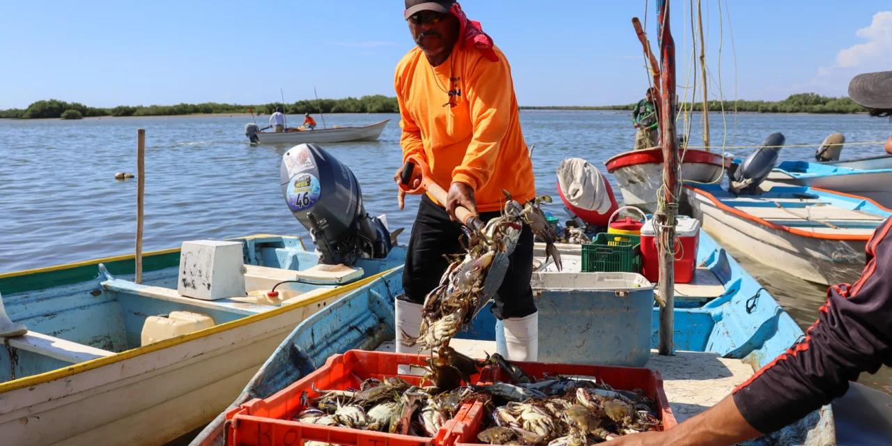 INICIA ESTE 10 DE JULIO LA TEMPORADA DE APROVECHAMIENTO DE JAIBA EN SINALOA