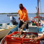 INICIA ESTE 10 DE JULIO LA TEMPORADA DE APROVECHAMIENTO DE JAIBA EN SINALOA