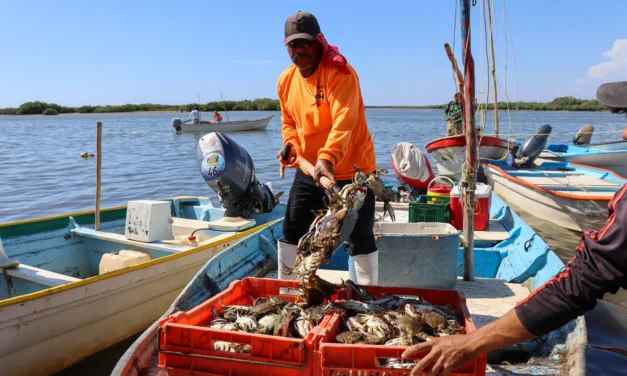 INICIA ESTE 10 DE JULIO LA TEMPORADA DE APROVECHAMIENTO DE JAIBA EN SINALOA