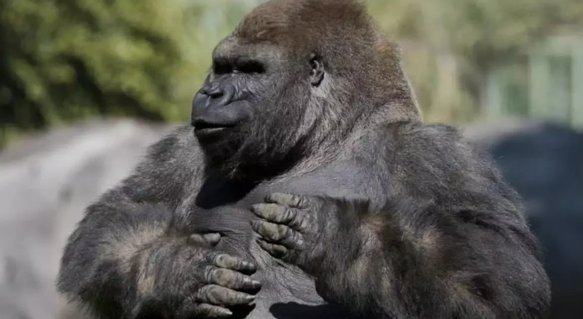 LA FAUNA SILVESTRE NO PUEDE SEGUIR PAGANDO LAS DISPUTAS POLÍTICAS EN TODO EL PAÍS: AZCARM