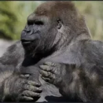 LA FAUNA SILVESTRE NO PUEDE SEGUIR PAGANDO LAS DISPUTAS POLÍTICAS EN TODO EL PAÍS: AZCARM