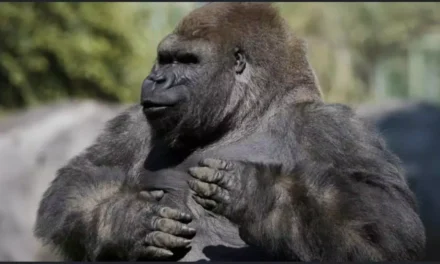 LA FAUNA SILVESTRE NO PUEDE SEGUIR PAGANDO LAS DISPUTAS POLÍTICAS EN TODO EL PAÍS: AZCARM