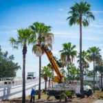 ANUNCIA AYUNTAMIENTO DE CULIACÁN TRABAJOS INTEGRALES DE PODA SOBRE EL BULEVAR EMILIANO ZAPATA