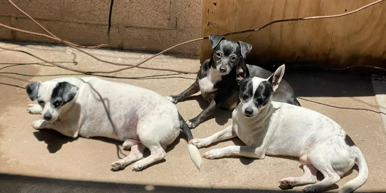 INVITAN A JORNADAS GRATUITAS DE ESTERILIZACIÓN PARA PERROS MESTIZOS Y GATOS EN INFONAVIT CAÑADAS
