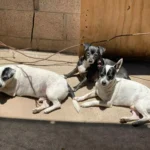 INVITAN A JORNADAS GRATUITAS DE ESTERILIZACIÓN PARA PERROS MESTIZOS Y GATOS EN INFONAVIT CAÑADAS