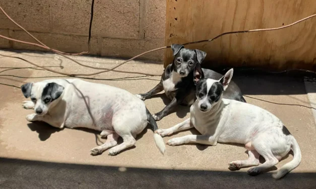 INVITAN A JORNADAS GRATUITAS DE ESTERILIZACIÓN PARA PERROS MESTIZOS Y GATOS EN INFONAVIT CAÑADAS